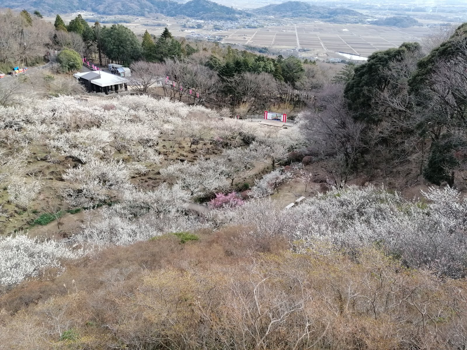 A view of a plum blossom grove