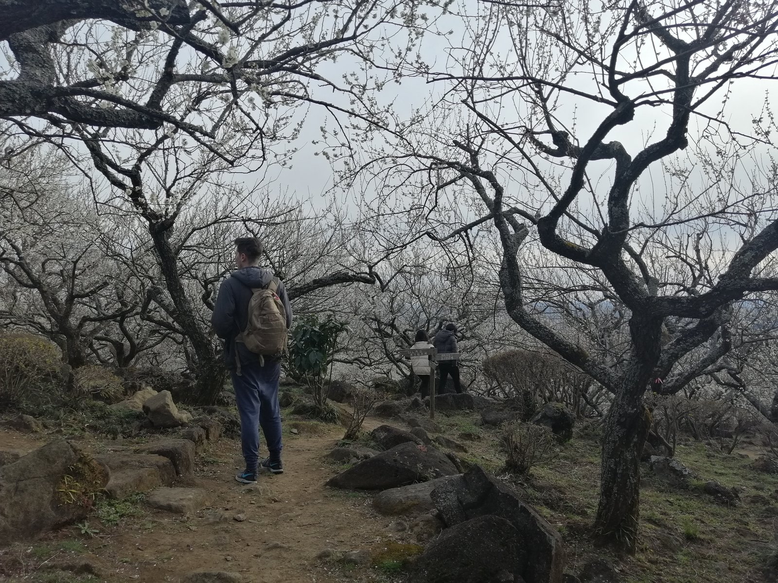 A man surrounded by plum trees