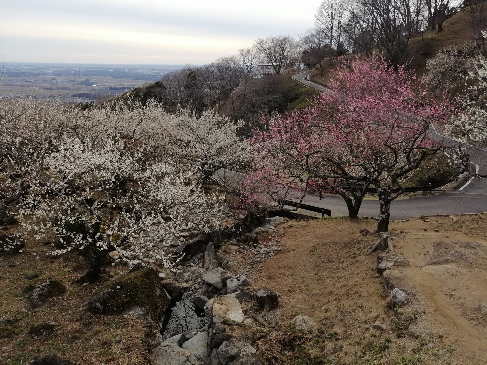 Plum blossom trees